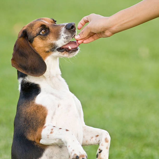 Les signes indiquant que votre chien sénior a des besoins alimentaires spécifiques : Pratiques et solutions à savoir